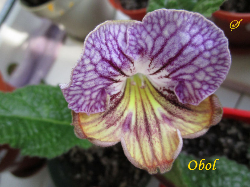 Obol(16-03-2019) - Streptocarpusi 2019