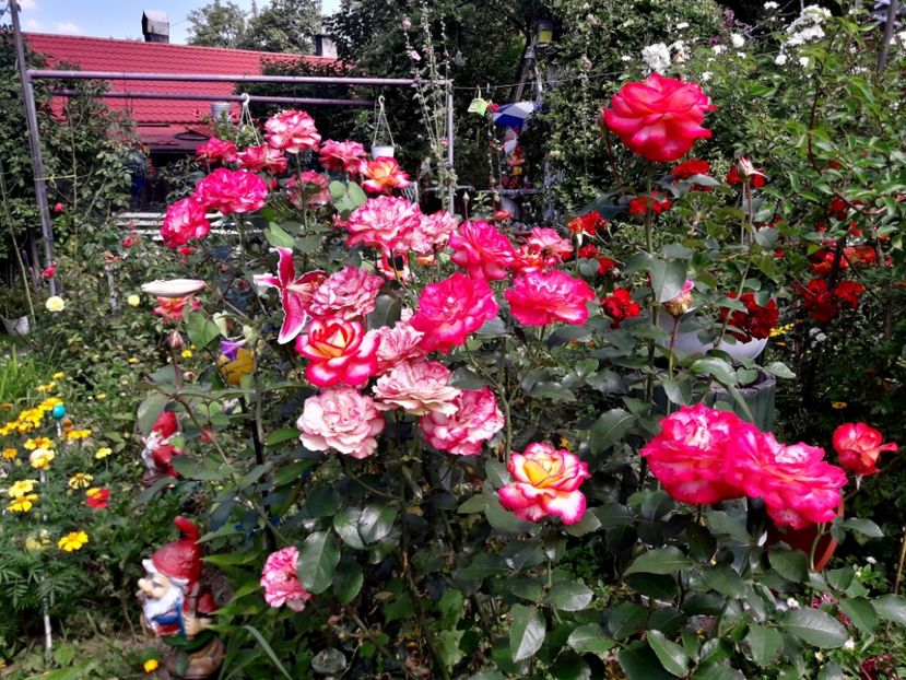  - ALBUM FINAL GRADINA 2018