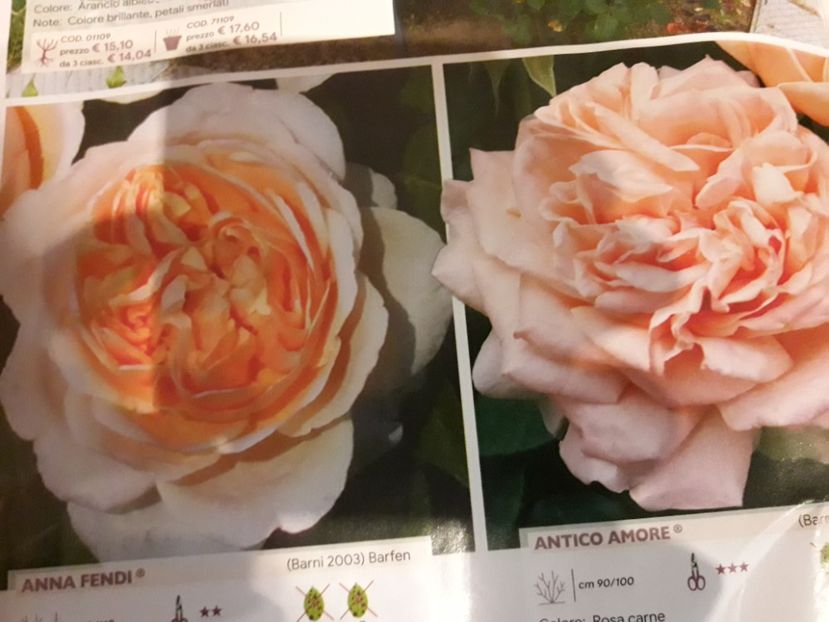  - ALBUM FINAL GRADINA 2018