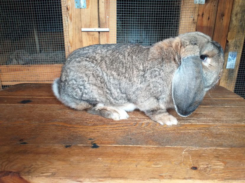 mama - cuib 3 din 16-03-2019