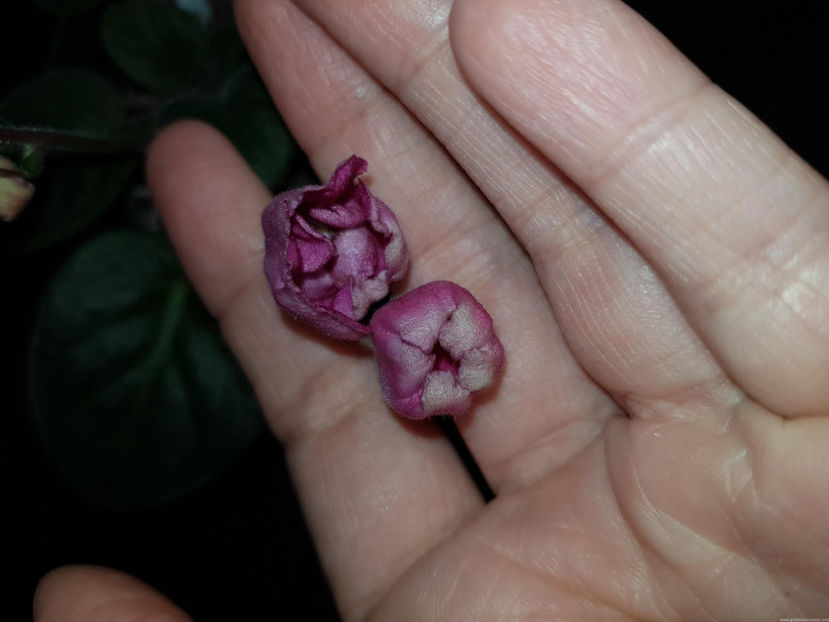 Red Tulip - Red Tulip