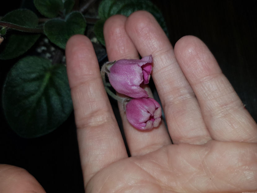 Red Tulip - Red Tulip