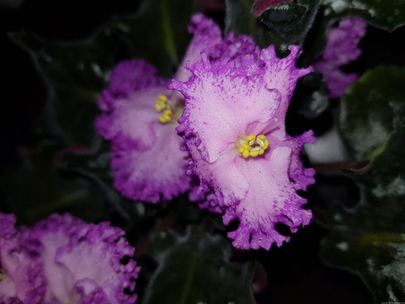 RS-Tropicanka - RS-Tropicanka