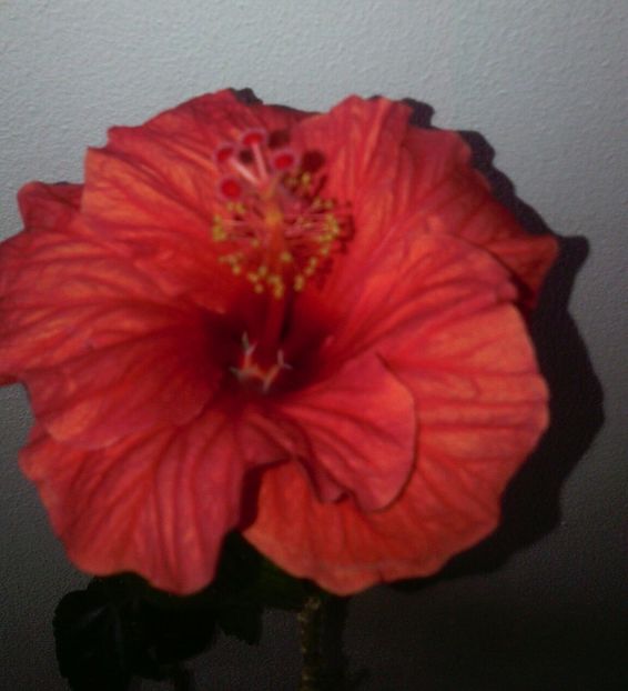  - HIBISCUSI - 2019_2021-2022-2023