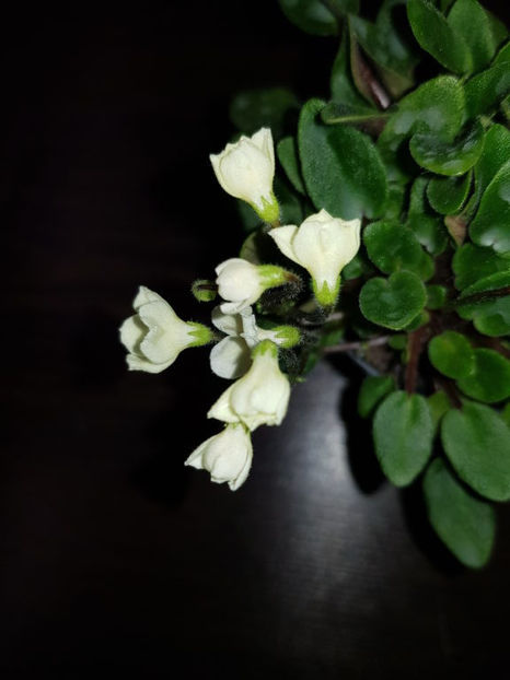 Chantaspring - Chantaspring