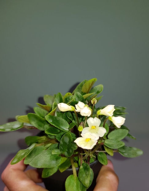 Chantaspring - Chantaspring