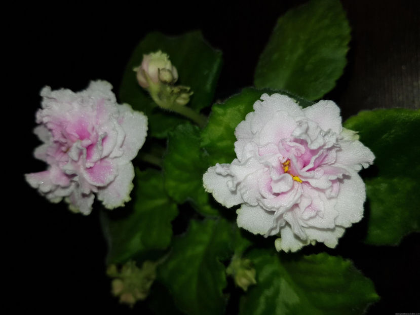 AV - Extaz - AV - Extaz