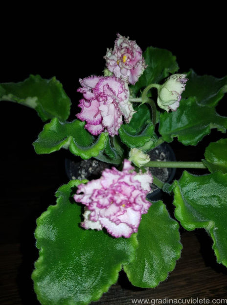 AV Waltz of the Flowers - AV - Waltz of the Flowers