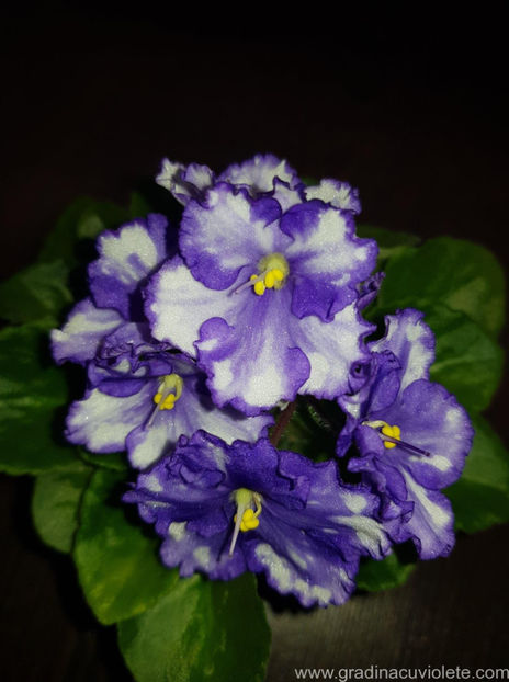 LE - Dalmatin - LE - Dalmatin