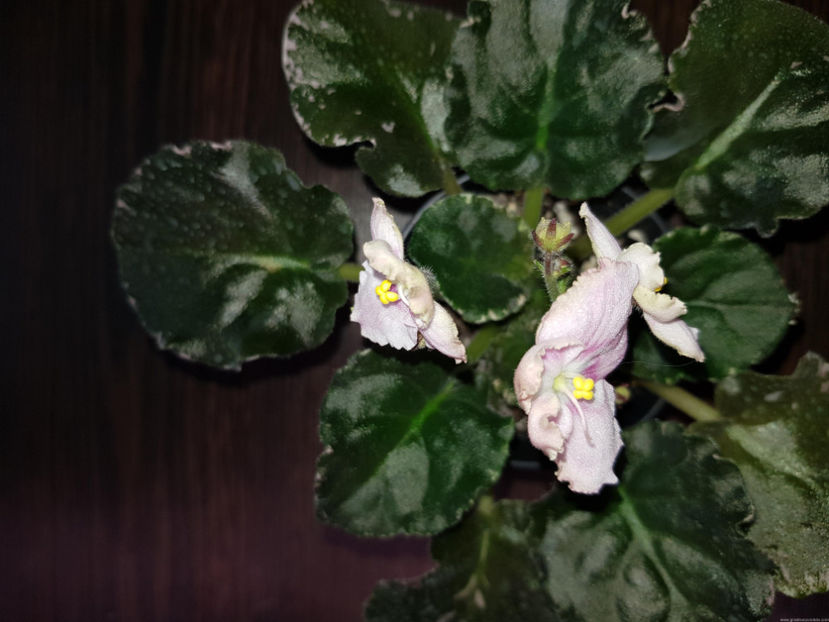 Peppermint Marshmallow - Peppermint Marshmallow