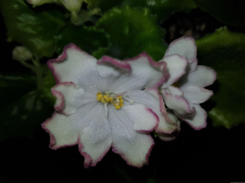 AV 808 - 80 - AV - 808 - 80