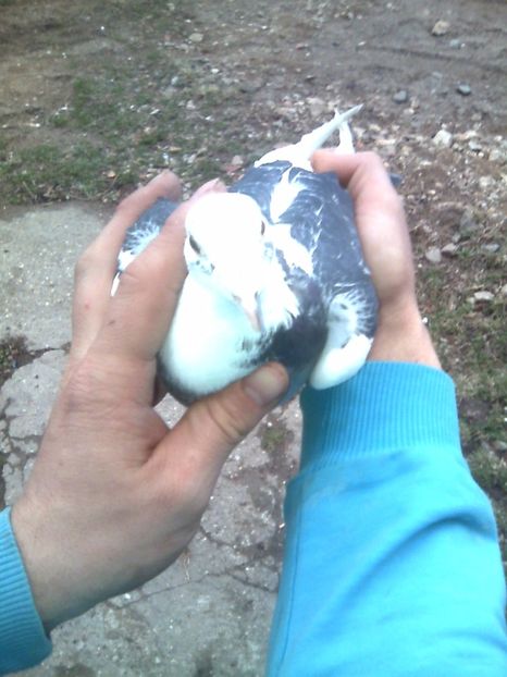 Original de spania - Porumbei mei