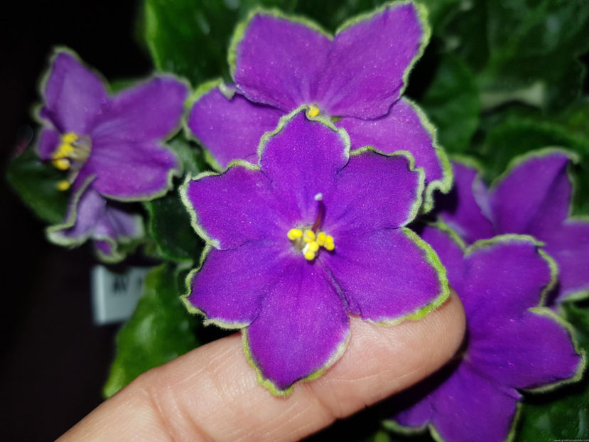 AV-814-32 - AV - 814-32