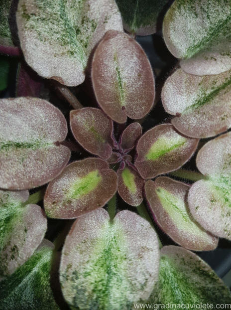 AV - Peterhof - AV - Peterhof