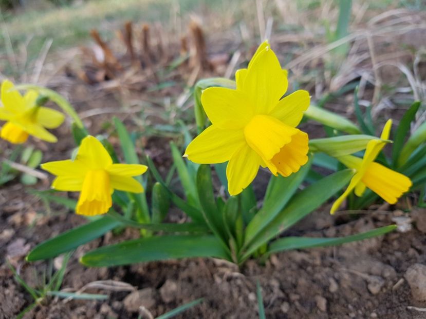 Narcise Tete a tete - 2019 Martie _Helleborus