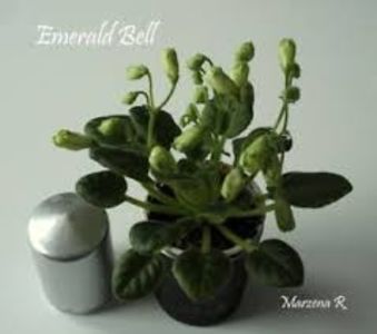 descărcare - Emerald Bells