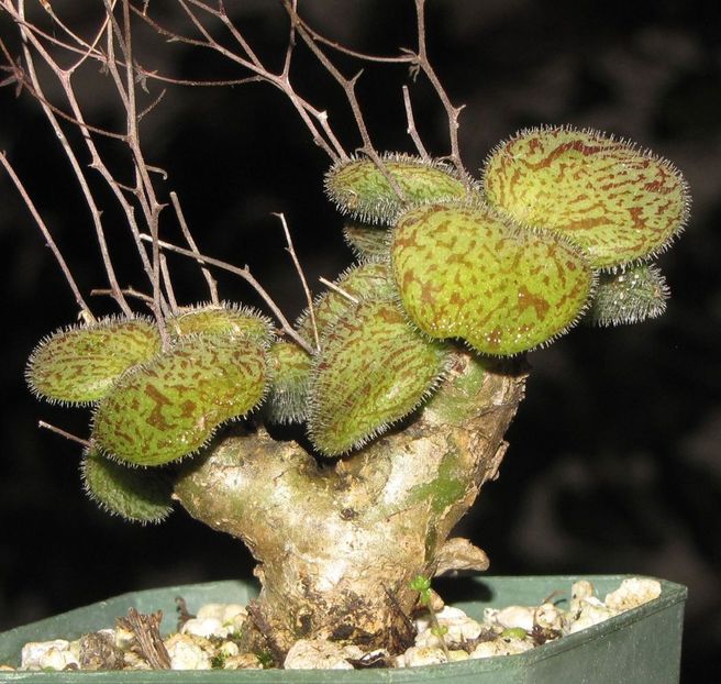 Tylecodon nolteei - Whish list pentru viata urmatoare1