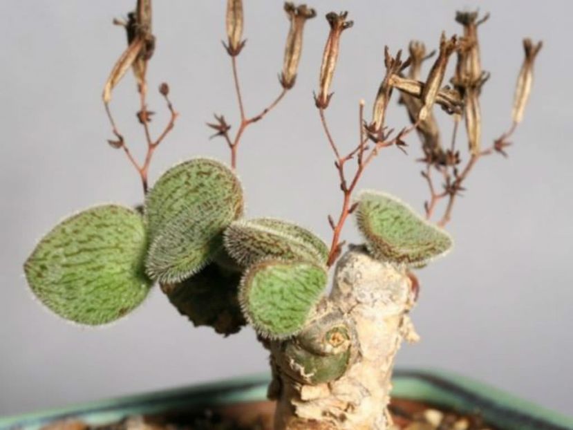Tylecodon nolteei - Whish list pentru viata urmatoare1