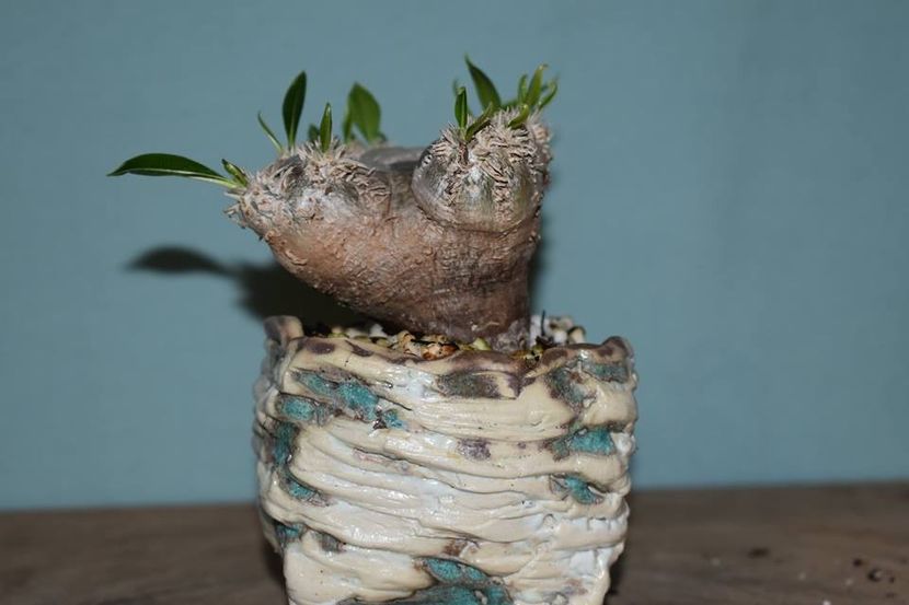 Pete Maloney:  Pachypodium brevicaule - Vase - aranjamente - accesorii