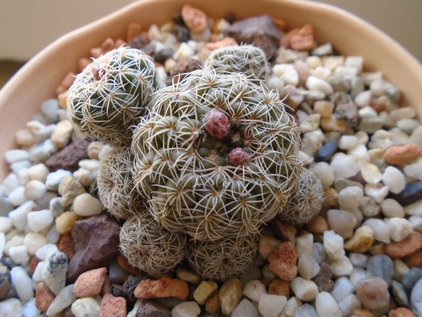 Gymnocalycium bruchii - Cactusi 2019 Gymnocalycium