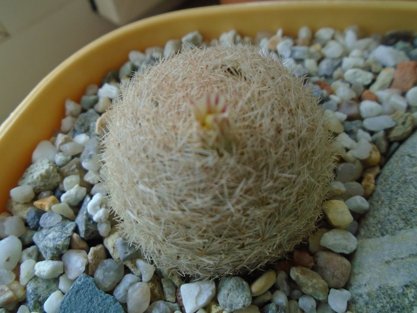 Mammillaria lasiacantha FR 758 - Cactusi 2019