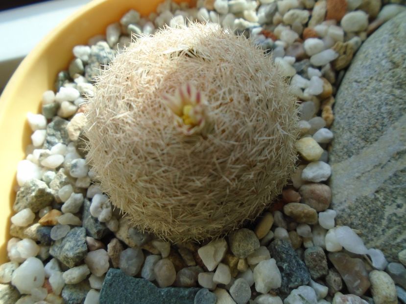 Mammillaria lasiacantha FR 758 - Cactusi 2019
