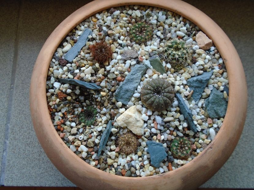 Grup de 7 Frailea dupa 4 luni de seceta - Cactusi 2019