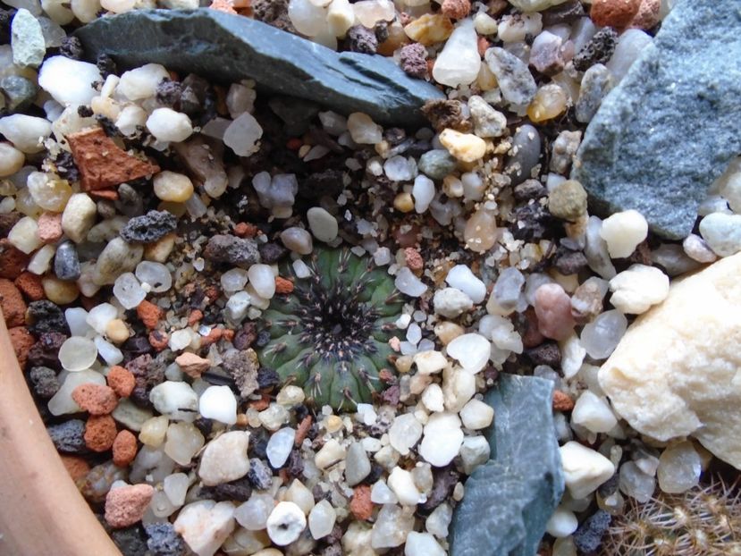Frailea dupa 4 luni de seceta - Cactusi 2019