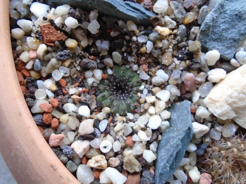 Frailea dupa 4 luni de seceta - Cactusi 2019