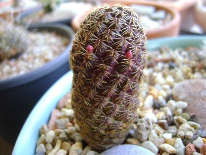 Sulcorebutia mojocoyensis (Gemmae) - Cactusi 2019