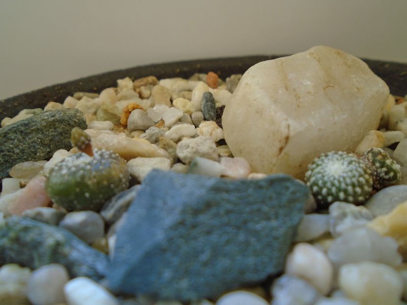 Blossfeldia lilliputana v. atroviridis - Cactusi 2019
