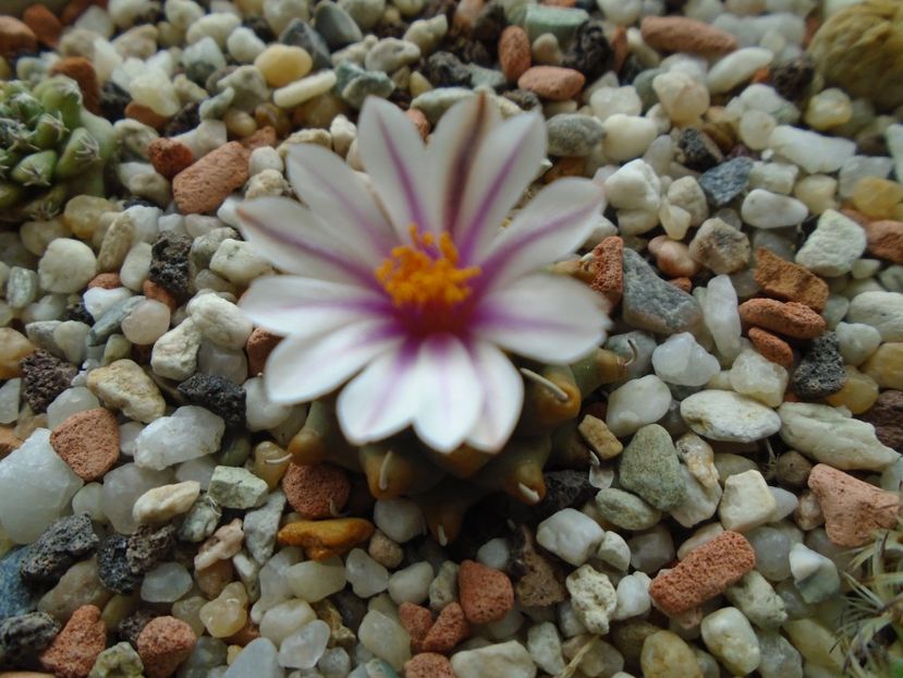 Mart. 2019: Turbinicarpus panarottoi - Flori in plina iarna