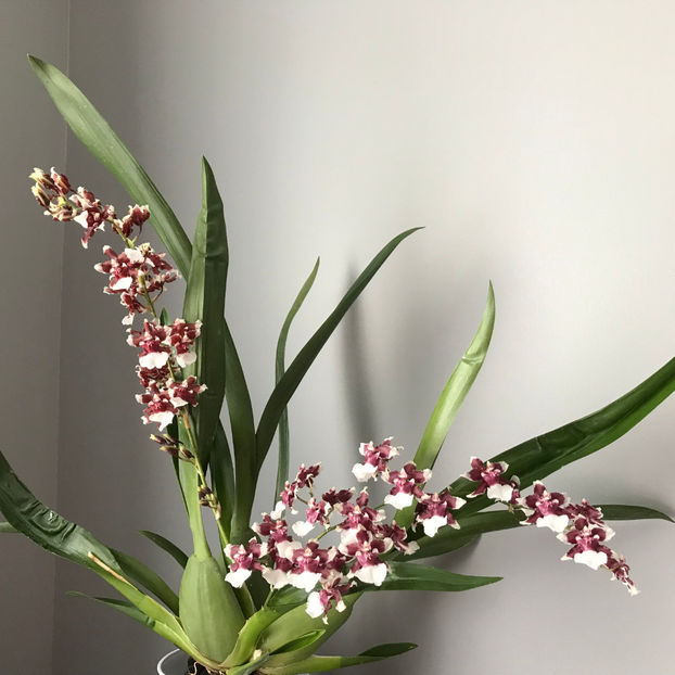  - Plante de interior 2019