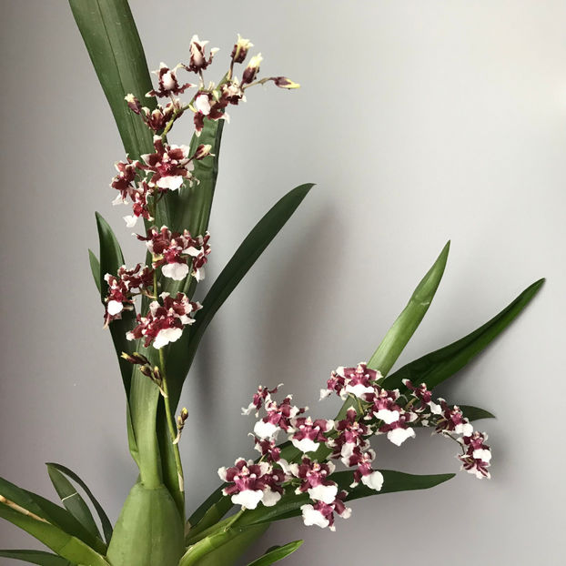  - Plante de interior 2019