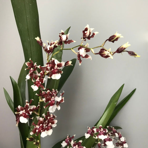  - Plante de interior 2019