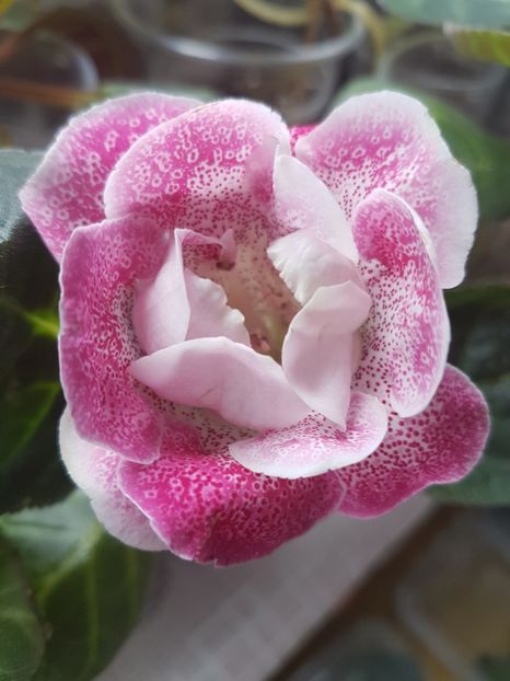  - Gloxinia 2019