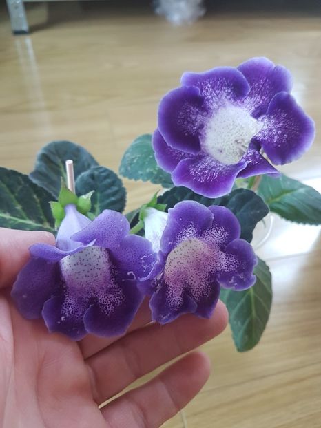  - Gloxinia 2019