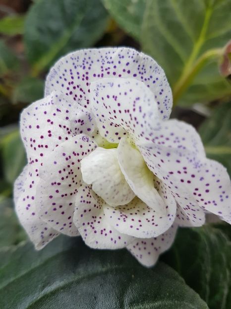  - Gloxinia 2019