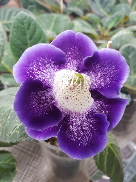  - Gloxinia 2019