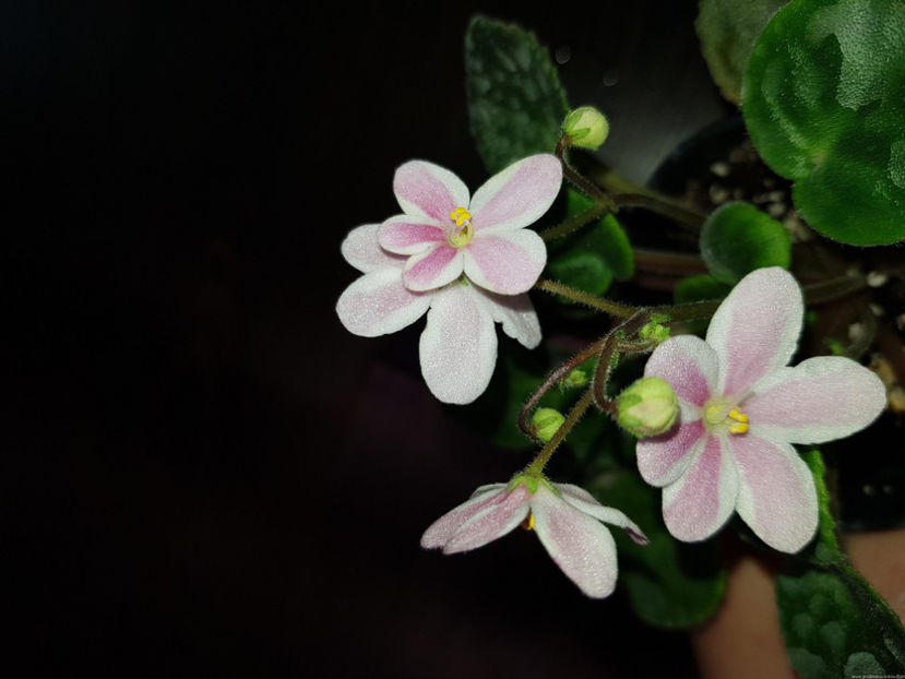 New Wave Chimera - New Wave Chimera