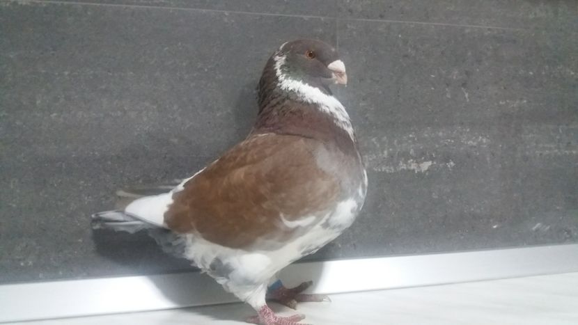 1-0 2018 - matca 2019