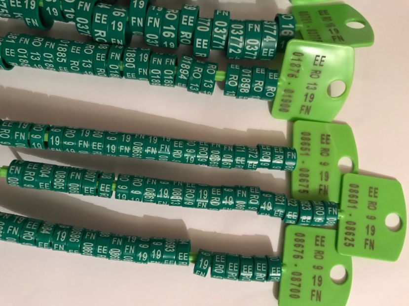  - Inele Federatie Ornament 2019 EE