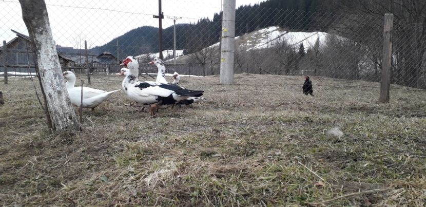  - 02 - Matca pentru 2019