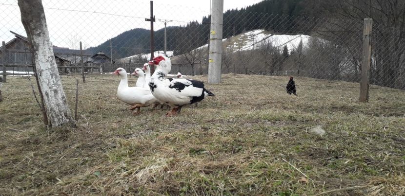  - 02 - Matca pentru 2019