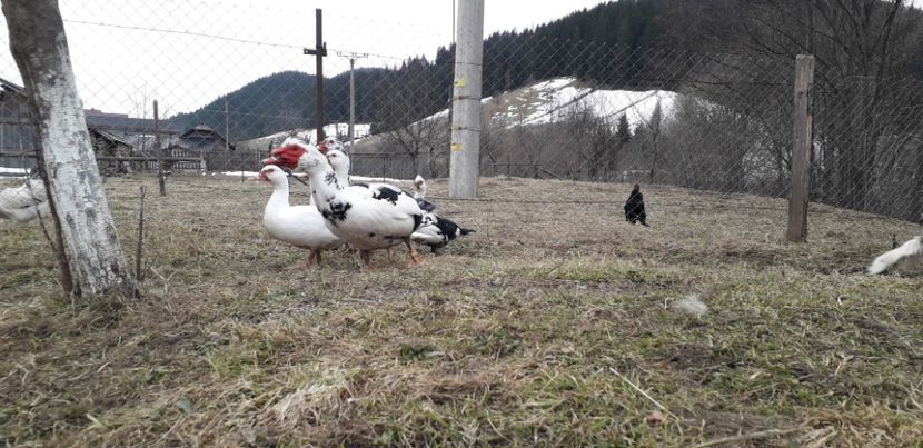  - 02 - Matca pentru 2019