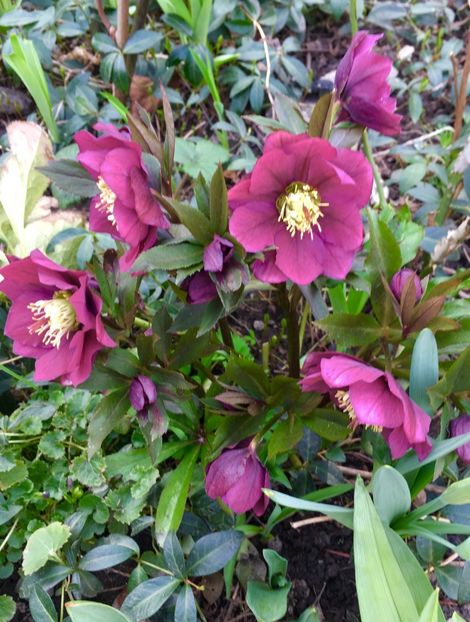 5576C351-0FA9-435E-BDB6-DFD3033B6A92 - Martie