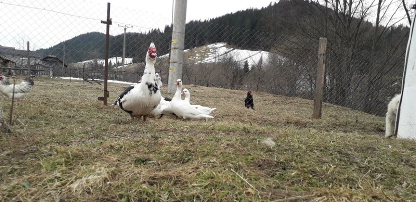  - 02 - Matca pentru 2019