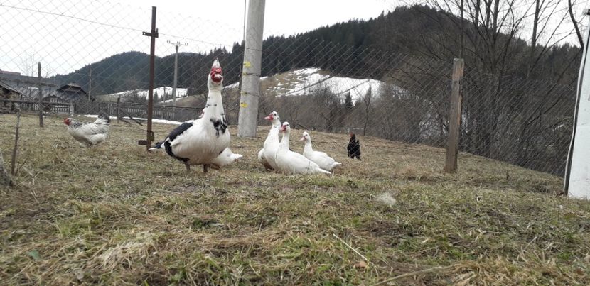  - 02 - Matca pentru 2019