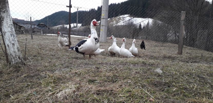  - 02 - Matca pentru 2019