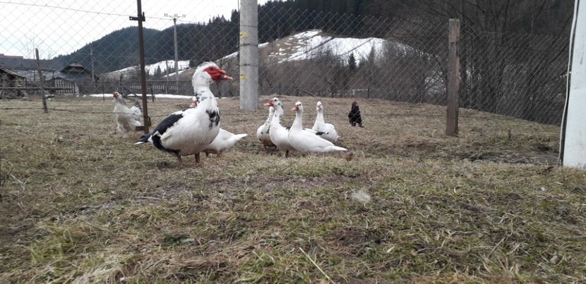  - 02 - Matca pentru 2019